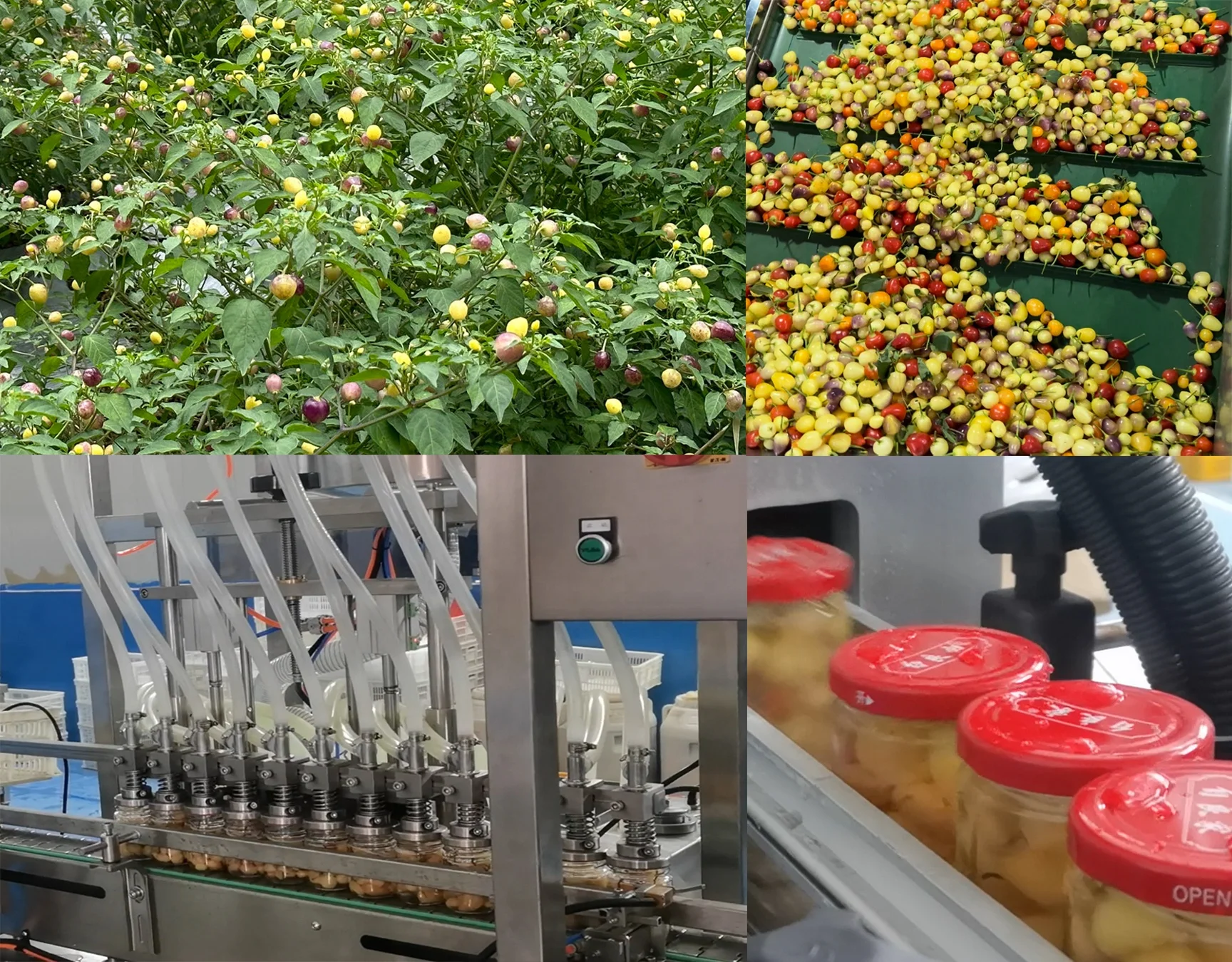 China high quality pickles chilli paste pickled pepper is a good spicy food for add menu