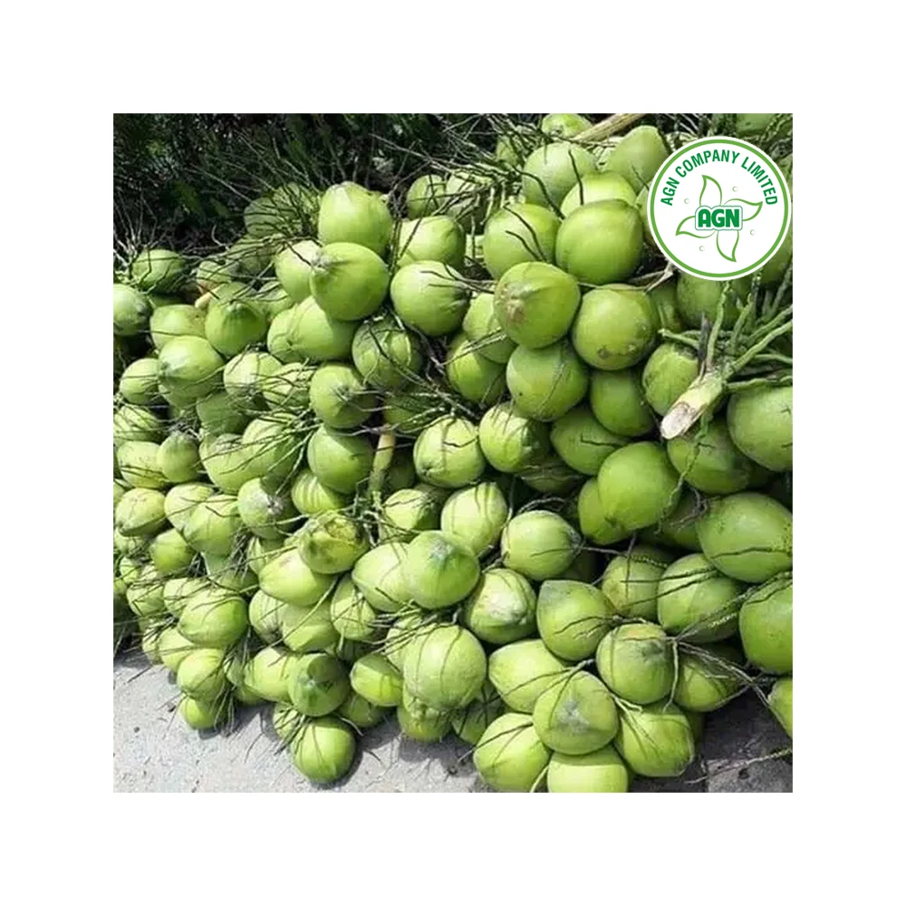 Wholesale Price Market Price of Coconut OEM/ODM Service From Viet Nam Manufacturer +84962246940