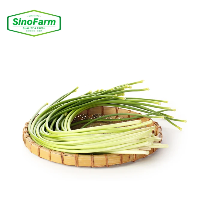 Young garlic shoot garlic sprouts From china