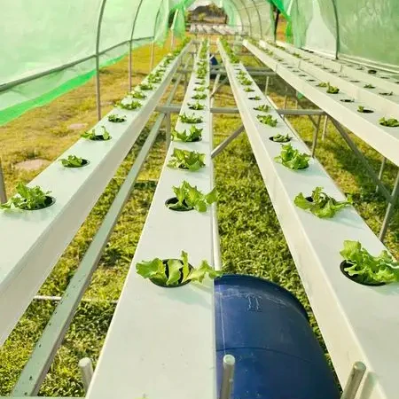 Hydroponics Vertical Farming Planting Square Channel System 100x50mm Indoor NFT Grow Kit Systems For Garden and Agricultural