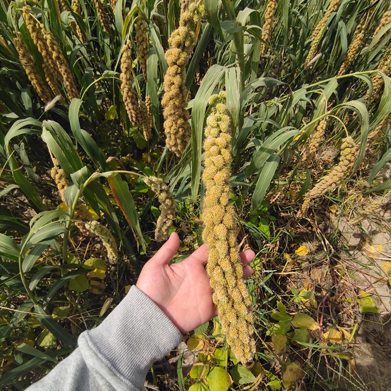 Спрей для хомяка желтый спрей пса