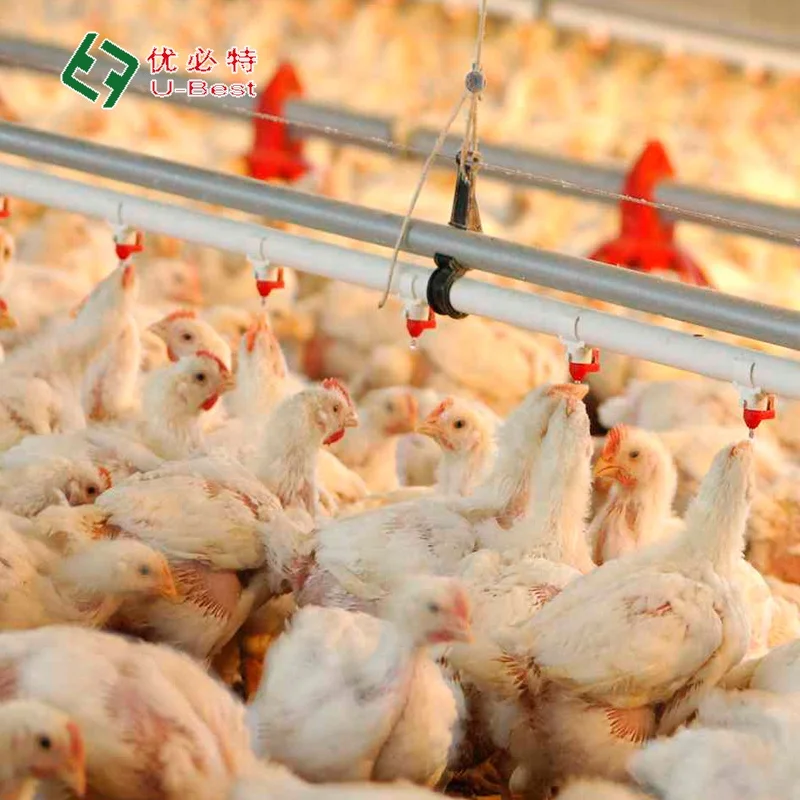Automatic Broiler Breeder Raising Growing Equipment System Plant Line Layer Farm Equipment Poultry For Chicken House