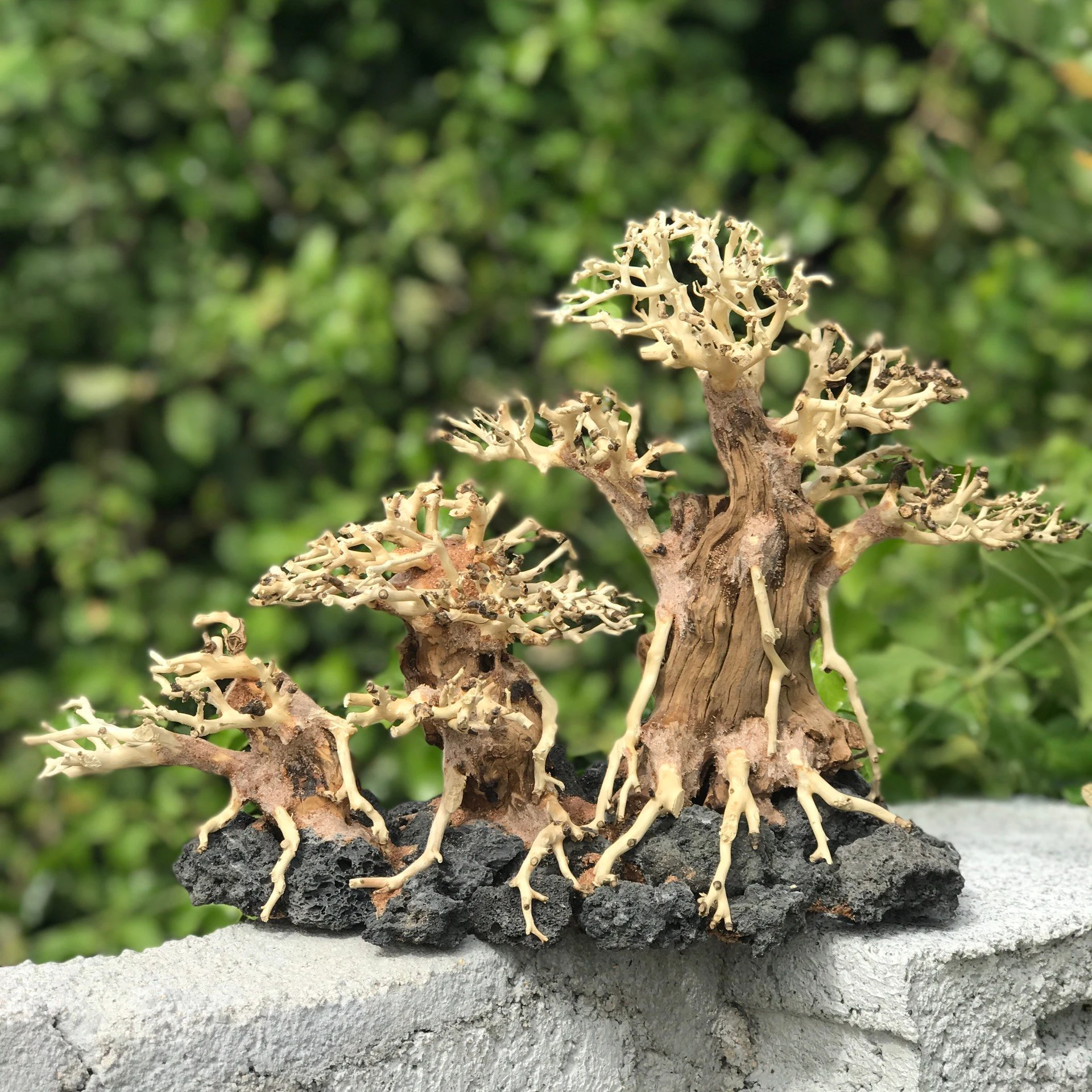 High Quality DRIFTWOOD Ceramics for Aquarium Fish Tank & Stand Most Competitive in Market Sourced in Vietnam