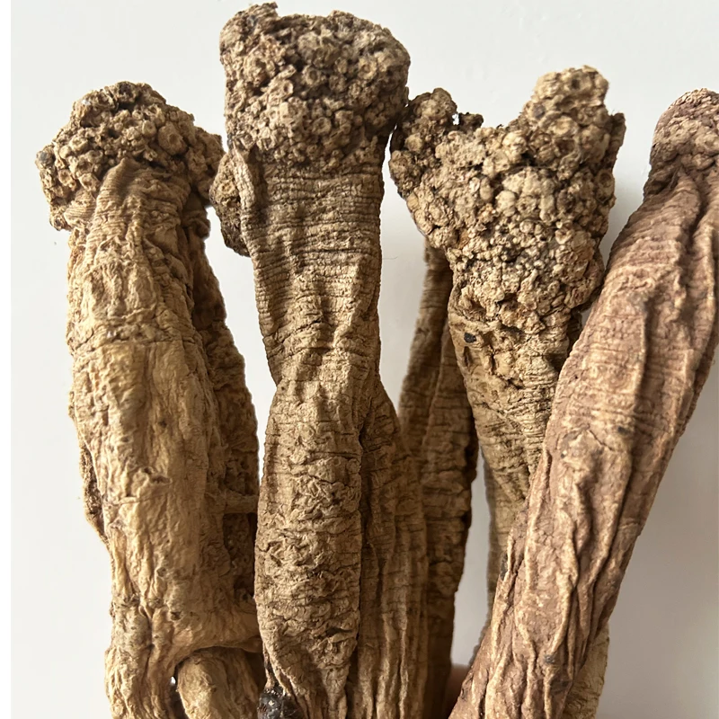 Gansu Zhongzai artificial Extra large codonopsisv Codonopsis pilosula dangshen Old codonopsis Keeping in good health