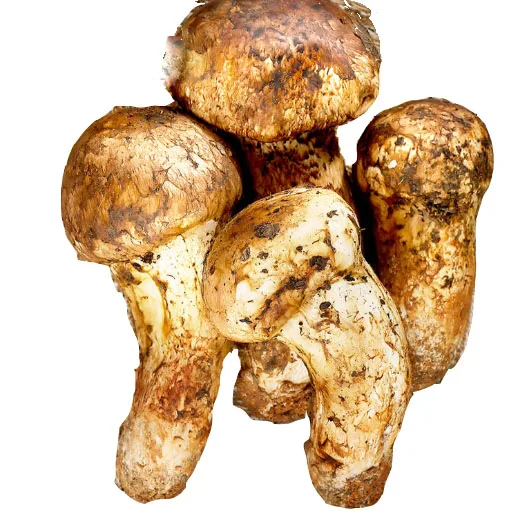 Premium Natural Quality Fresh Delicious Organic Mushroom Matsutake for Keep Healthy