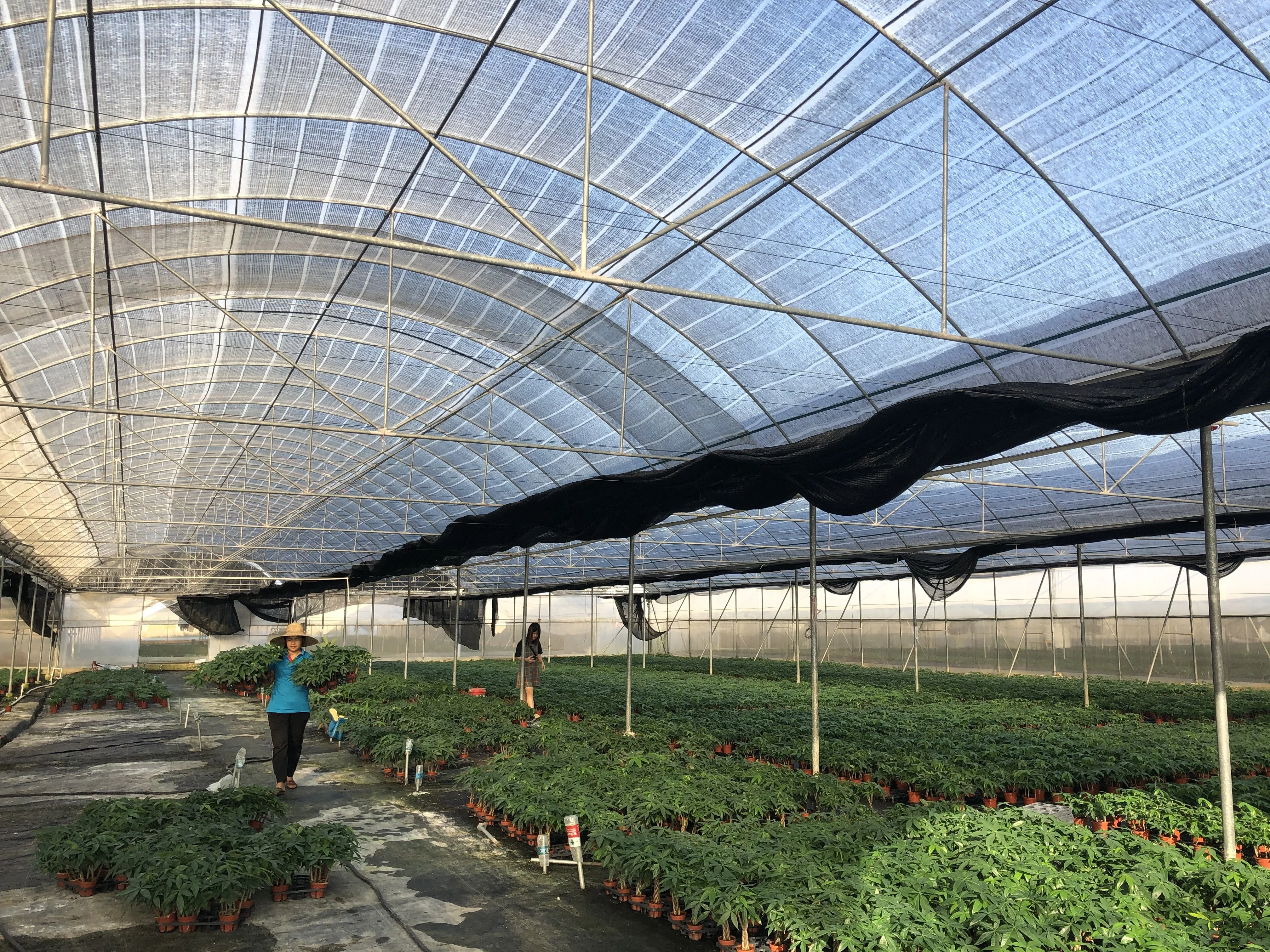 
Factory direct high-quality fortune indoor bonsai fortune tree 