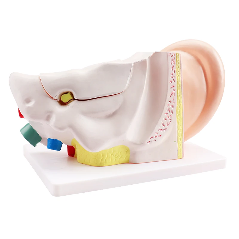 Anatomy Model Educational Anatomy Models For Medical Students Ear Anatomy Model