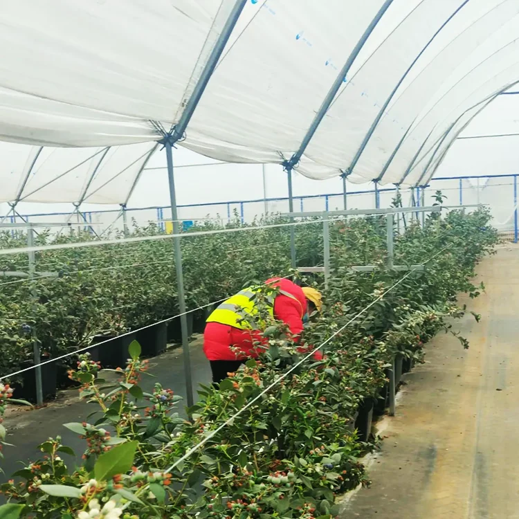 Sainpoly Heavy commercial greenhouse 4 season For Agricultural Blueberry Strawberry Farming Tunnel Greenhouse