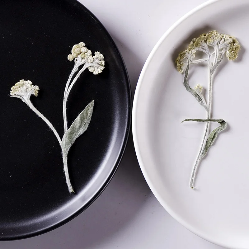 12pcs/bag Mouse Yeast Grass With Branches DIY Art Crafts Making Natural Plant Real Pressed Flower For Resin