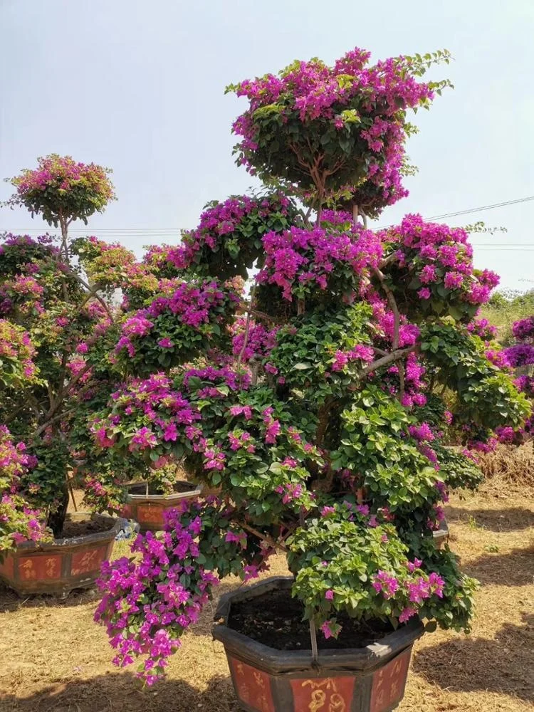  Большой бугенвиллея бонсай хорошей формы