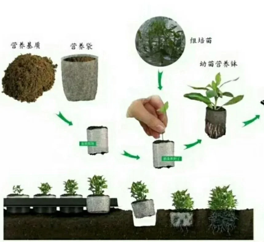 White/Black grow bag Non woven Biodegradable seedling bags seedling pots