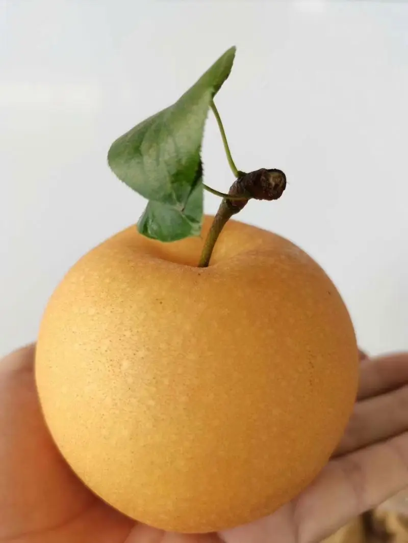 Superior Quality Fresh Pear Tyrkey From China Fresh Pear