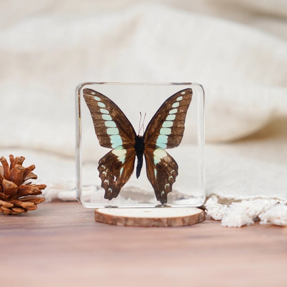 Real Butterfly Taxidermy Dried Insect Embedded in Crystal Acrylic Resin for Decorative Display Butterfly Specimen