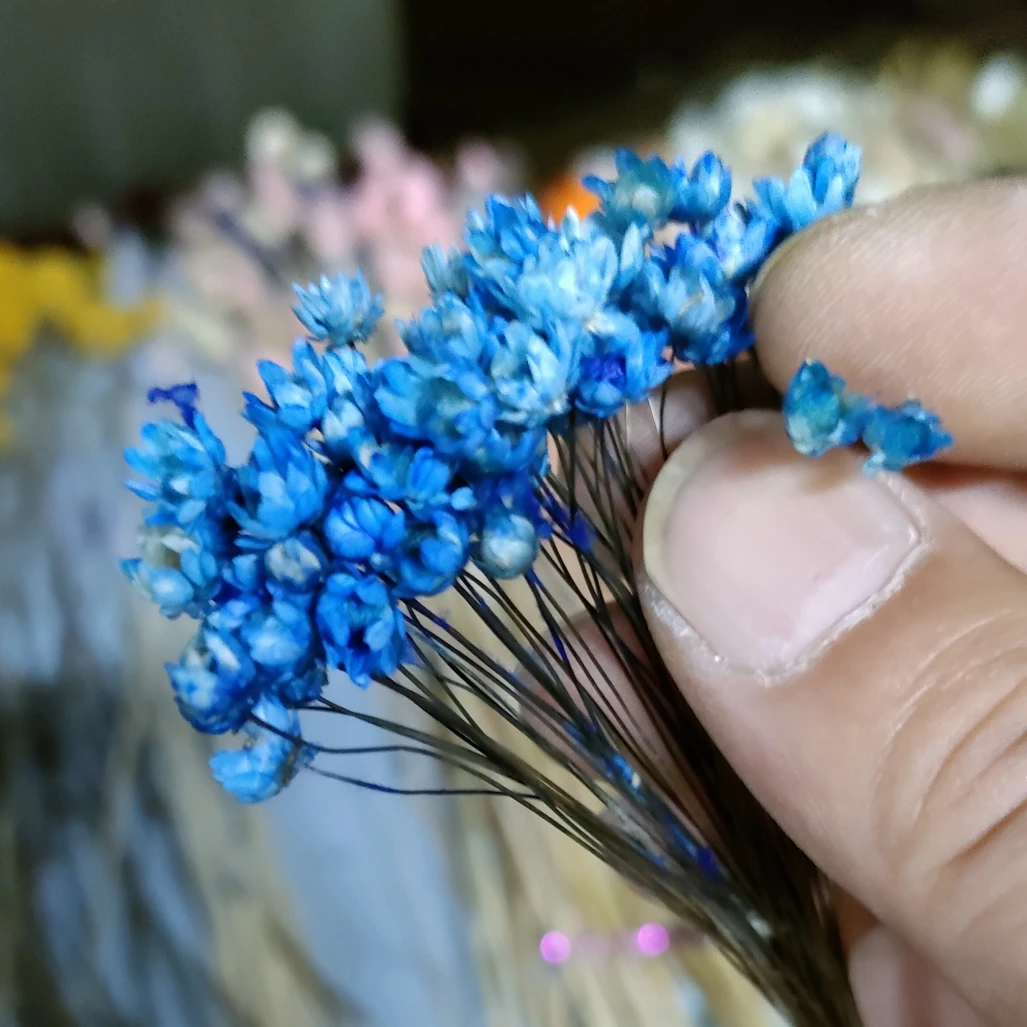 Dried natural magical daisy flower, star flower, brasil  wild mini flower 1cm