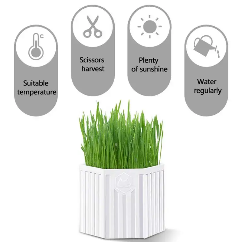 Высокая степень прорастания, простое размножение, гидропонная посадка, трава для кошек