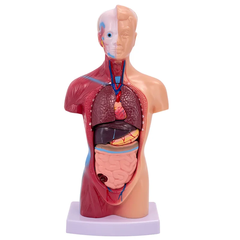 Medical teaching AIDS Bone 28CM human trunk model Human internal organs anatomical model