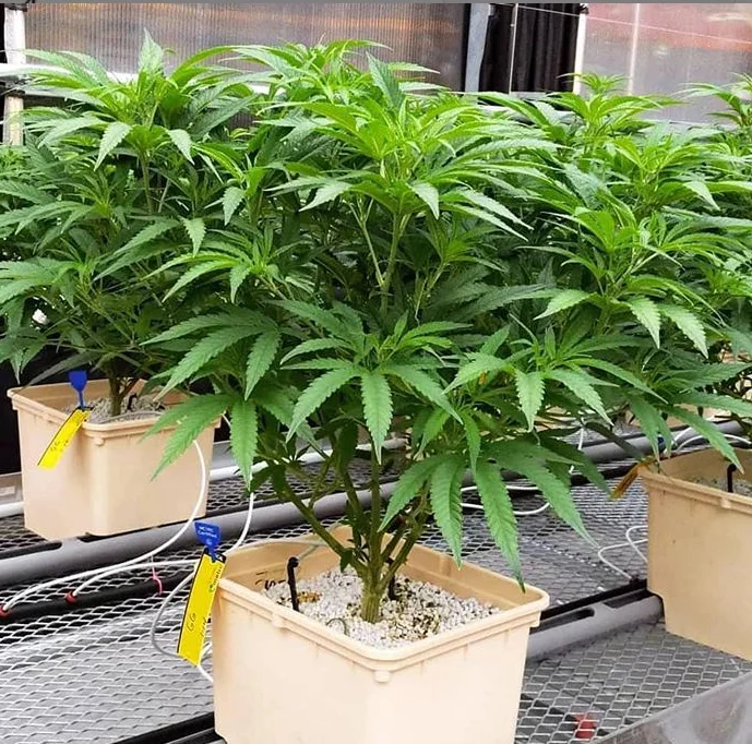 4 Gallon bato buckets hydroponic plastic grow pots tomatoes systems