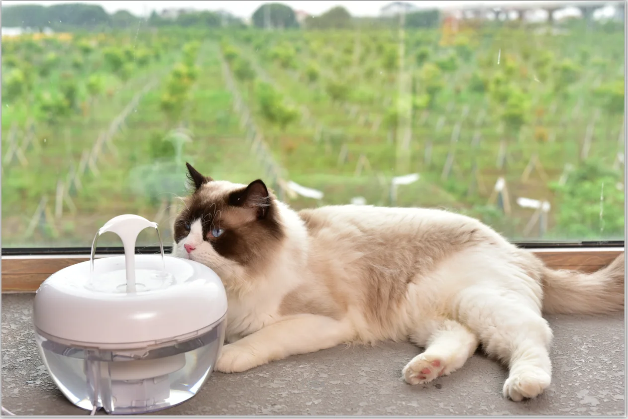 
PAWOOF cat water fountain with a powerful filter hot selling water fountain for cat five star cat fountain 