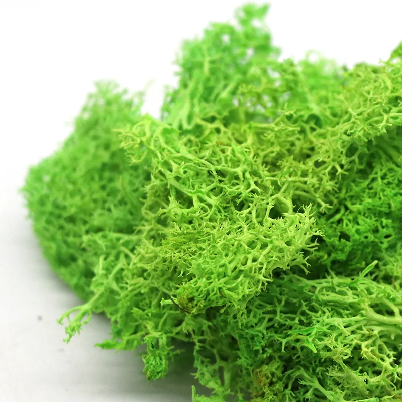 10g/bag wholesale indoor natural green decorative lichen DIY materials moss wall preserved moss