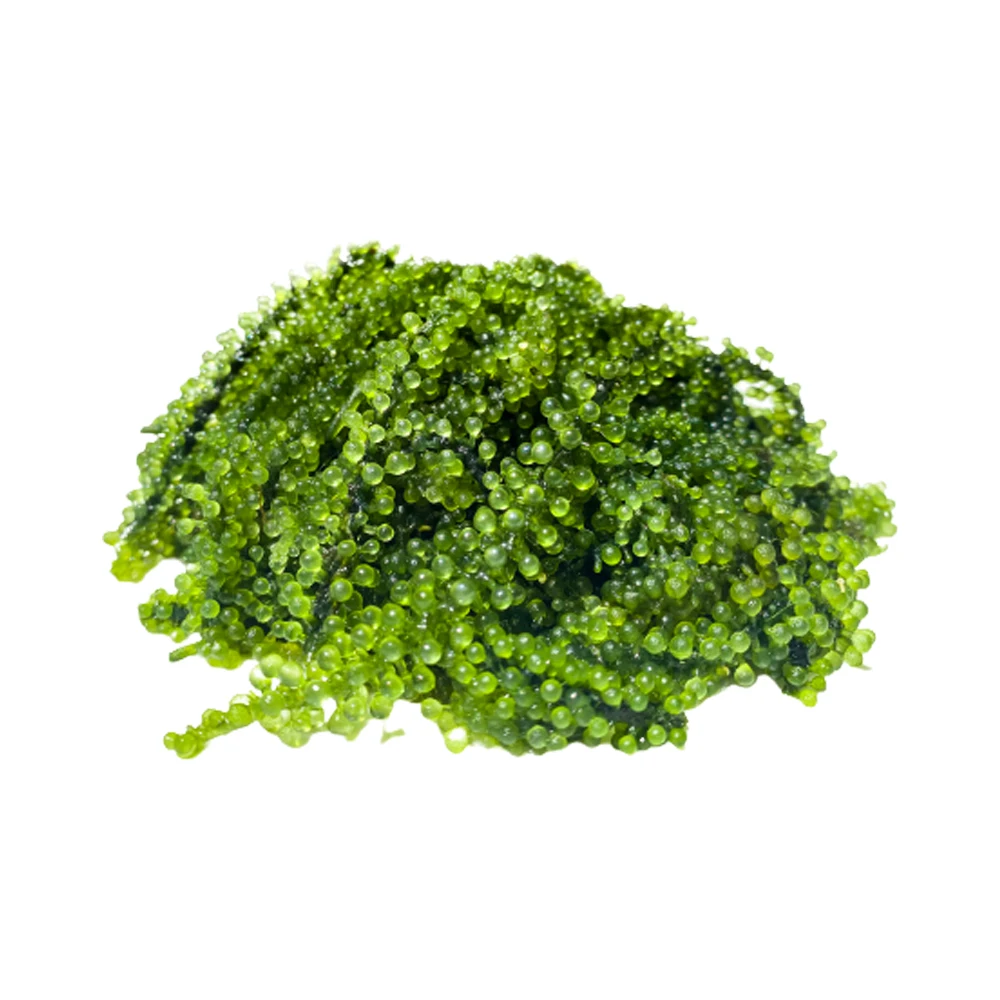 Natural Green Organic Food Supplier Dried Seasoned Sea Grapes