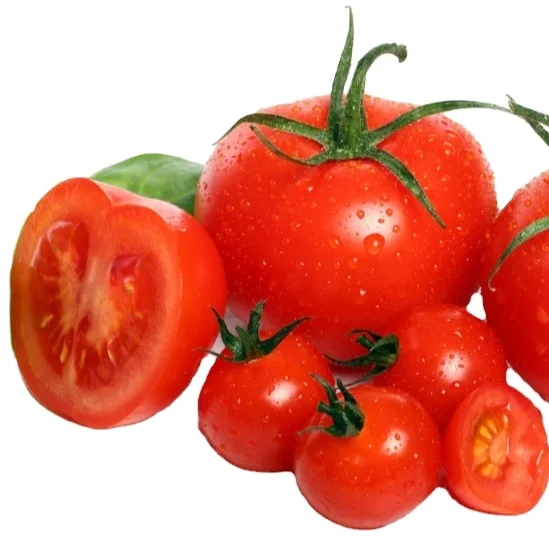 A Grade Fresh Cherry Tomato Premium Quality with Natural Red Fresh Vegetables Tomato Turkey Origin Agrowell Turkish Goods