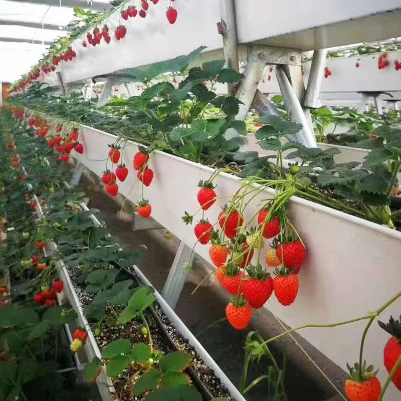 pp planting tank soilless culture strawberry structure equipment Hydroponics shelf low cost greenhouse for Strawberry plant