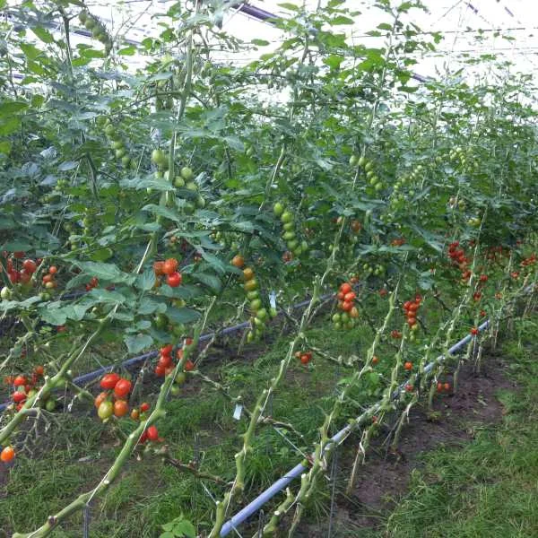1000m/kg 1200m/kg UV Stabilization  2% Polypropylene Tomato Tying Twine Lashing twine for Agriculture