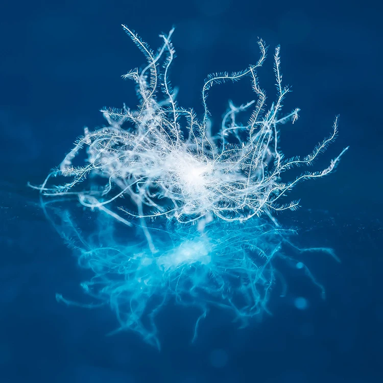 90% High Quality Factory Direct New Natural Washed Pure White Warm Duck Down Duck Feathers