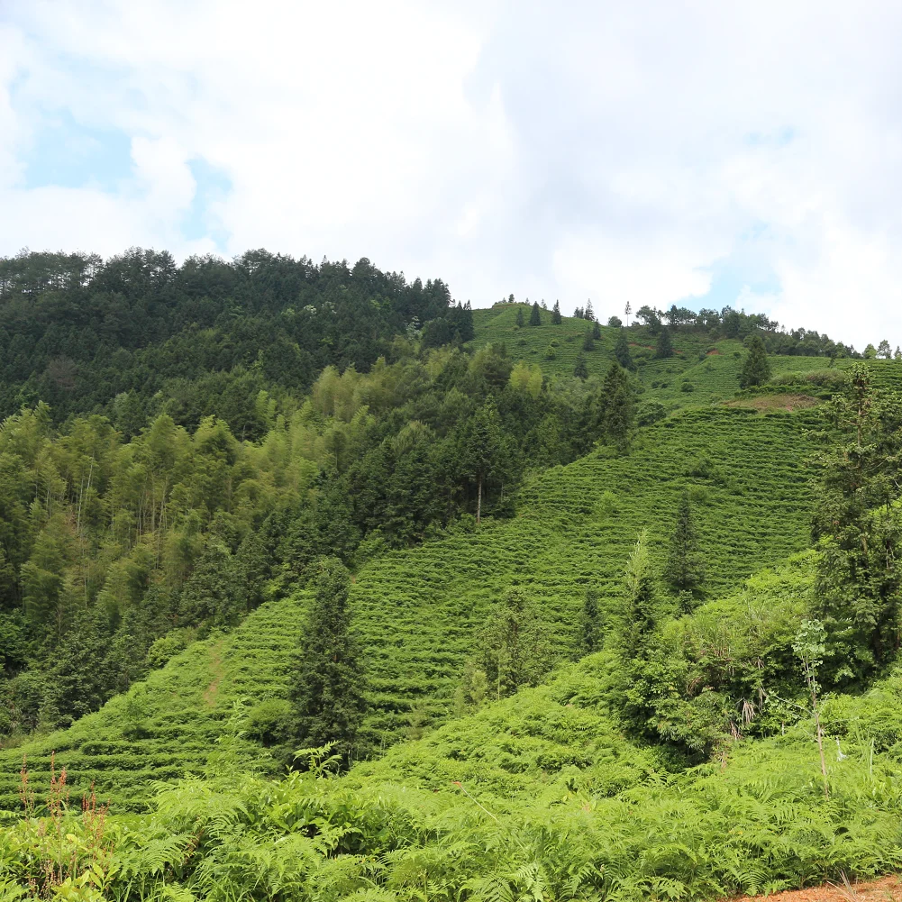 
China High Quality Organic Dancong Oolong tea for gift 