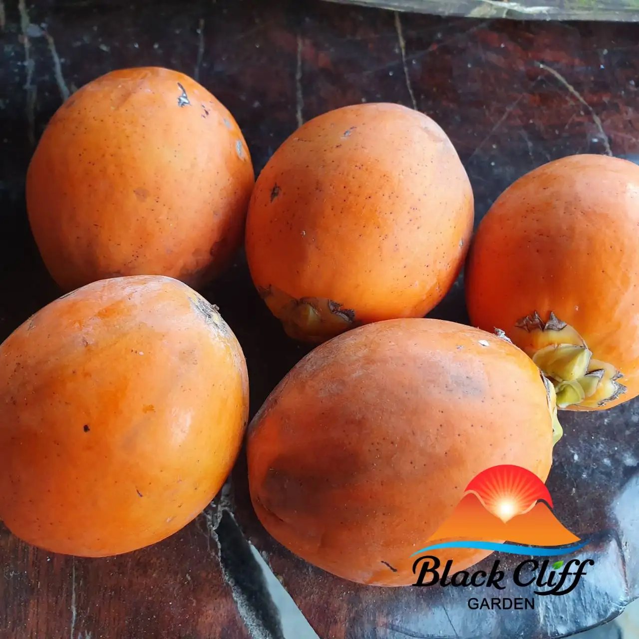 
Wholesale Price and Premium Grade 100% Natural Original Product from Thailand Betel Nut 