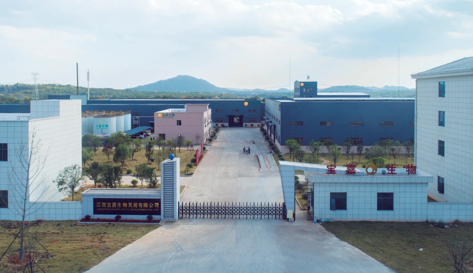 Refined Camellia Seed Oil Yellow Light Bottle Bulk Aromatherapy Packaging Organic Cosmetics Plastic Health Pure Feature Clean