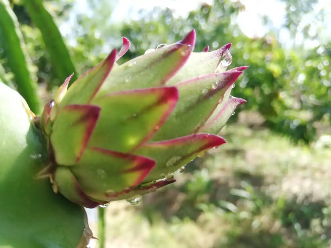 Fresh Organic Red Coated Dragon Fruit Pitaya High Quality From Srilanka For Sale