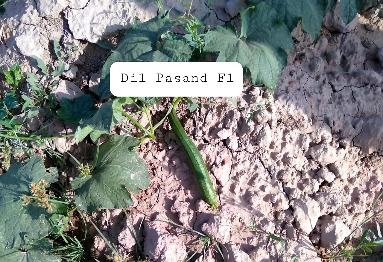 Семена губчатой тыквы Hybrid DIL PASAND