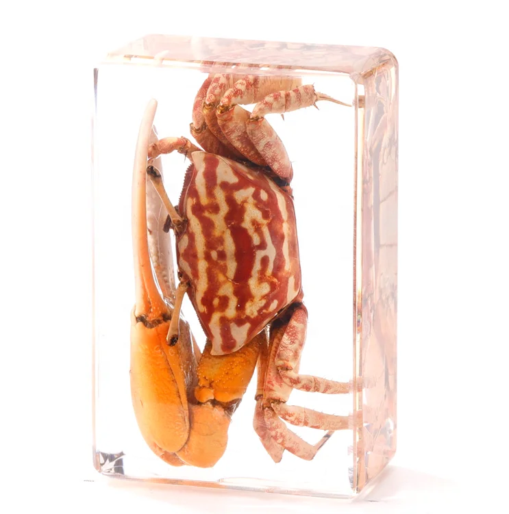 Wholesale Acrylic fish sea shell Educational Gifts Ocean Animal Collection resin epoxy Embedded Specimen wedding decor crafts