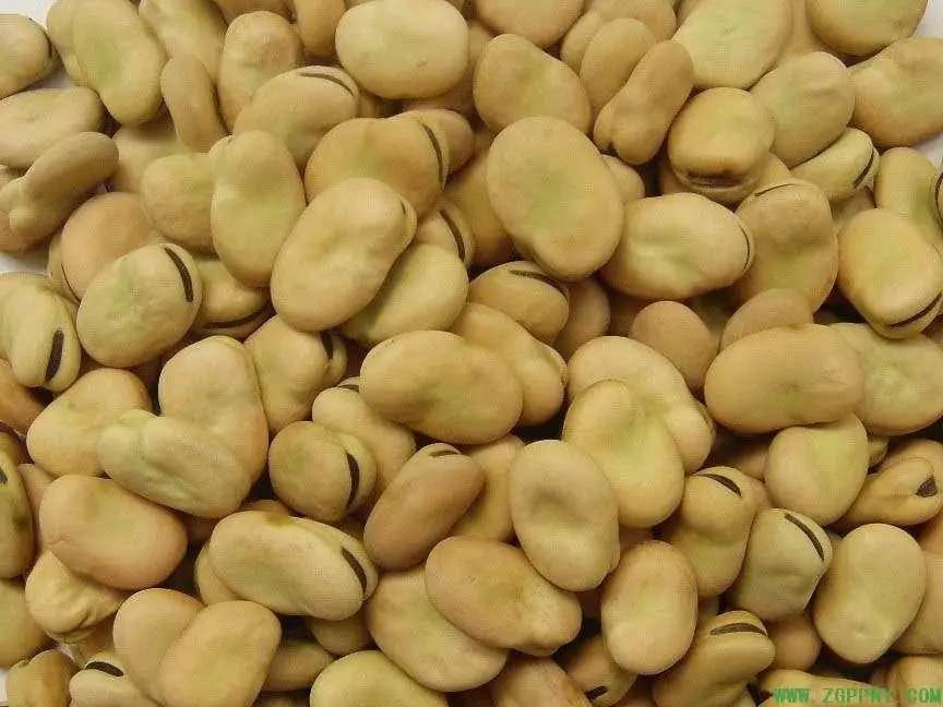 
Chinese new crop broad beans 