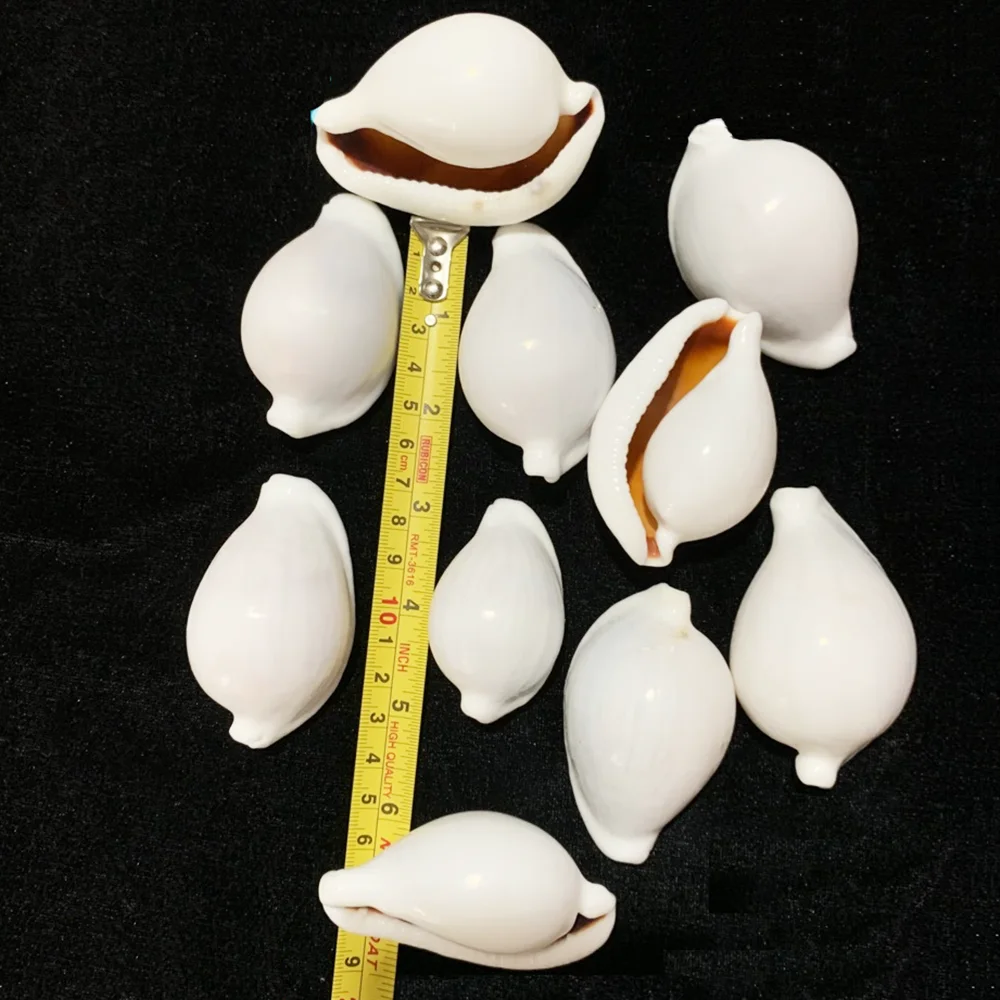 6-8 cm Natural White Rabbit Conch Seashells Shell Conch Beach Decorations For Home Wedding aquarium Fish Tank