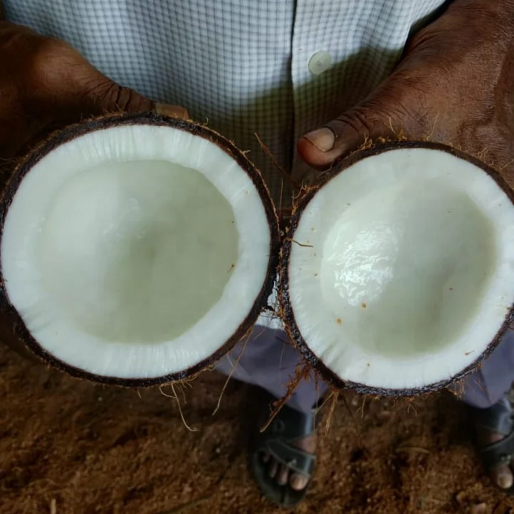 Cocunut a Grade 13kg Bag Fresh COMMON Cultivation 13 Kg Ripe Maturity Dry Coconut