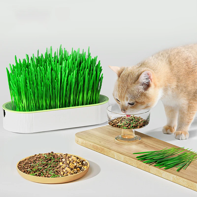Pet Kitten Potted Plants Soilless Hydroponic Planting Growing Grass Pot Catnip Cat Grass Box Planter