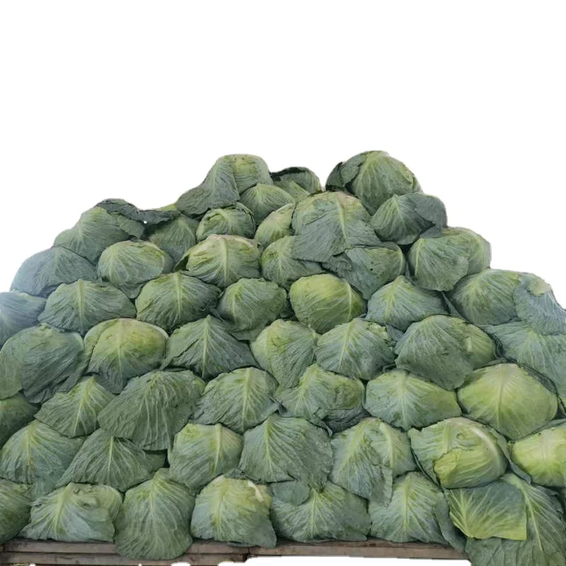 Cabbage Exported to Singapore, Malaysia 18kgs bag
