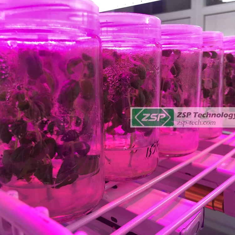 ZSP 48Vdc human friendly ZPDT802 LED Grow Light tissue culture monstera