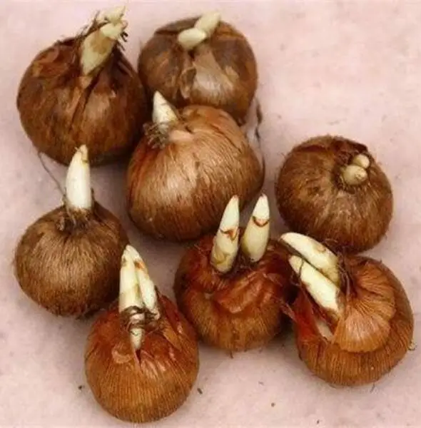 High quality flower Fresh saffron crocus bulbs for sale