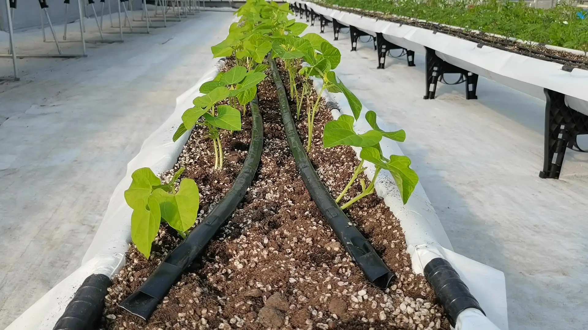 Drip Irrigation Planting Greenhouse Substrate Soilless Cultivation Balcony Planting  With Tomato Strawberry
