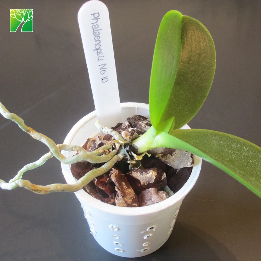 Multi colored live taiwan phalaenopsis flask orchid seedlings plant for sale