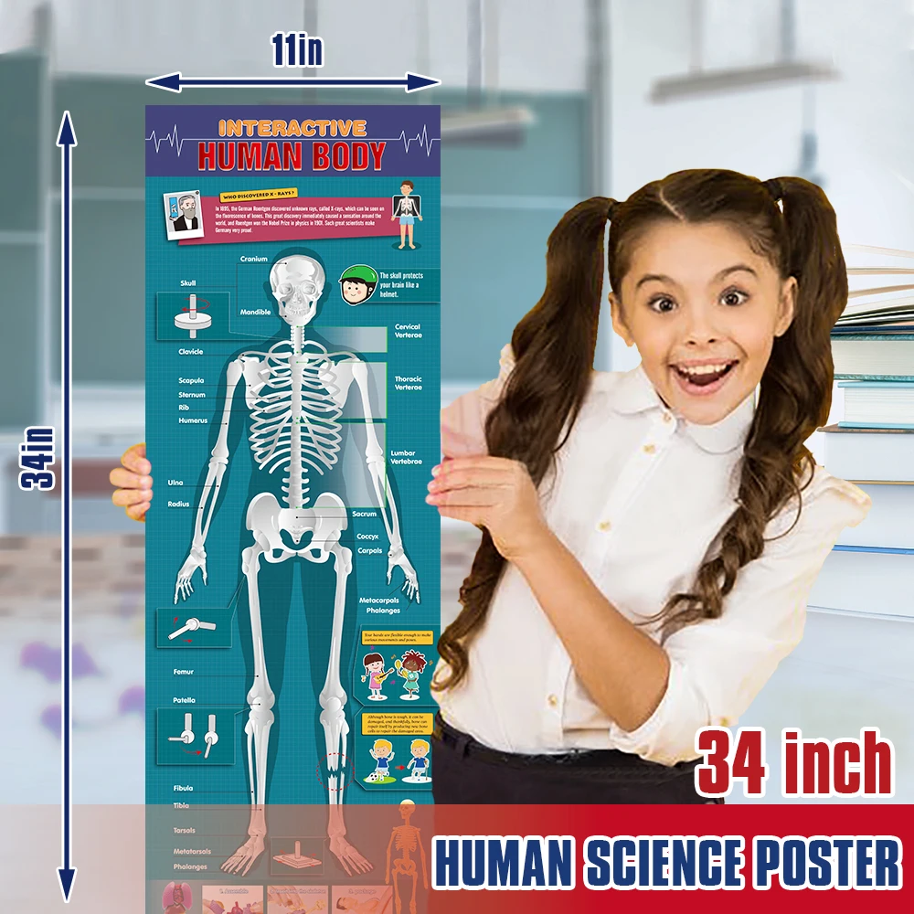 High quality cheap price human organ model toys for Kids school Science experiment teaching tool