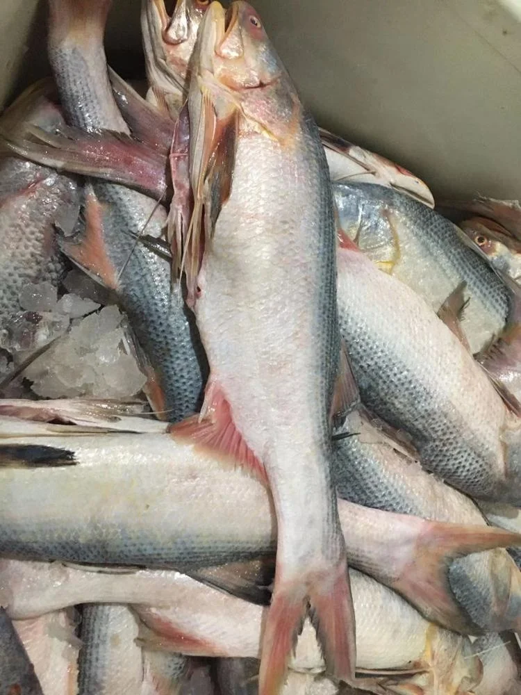 Frozen King Threadfin Fish Gutted Good Sale