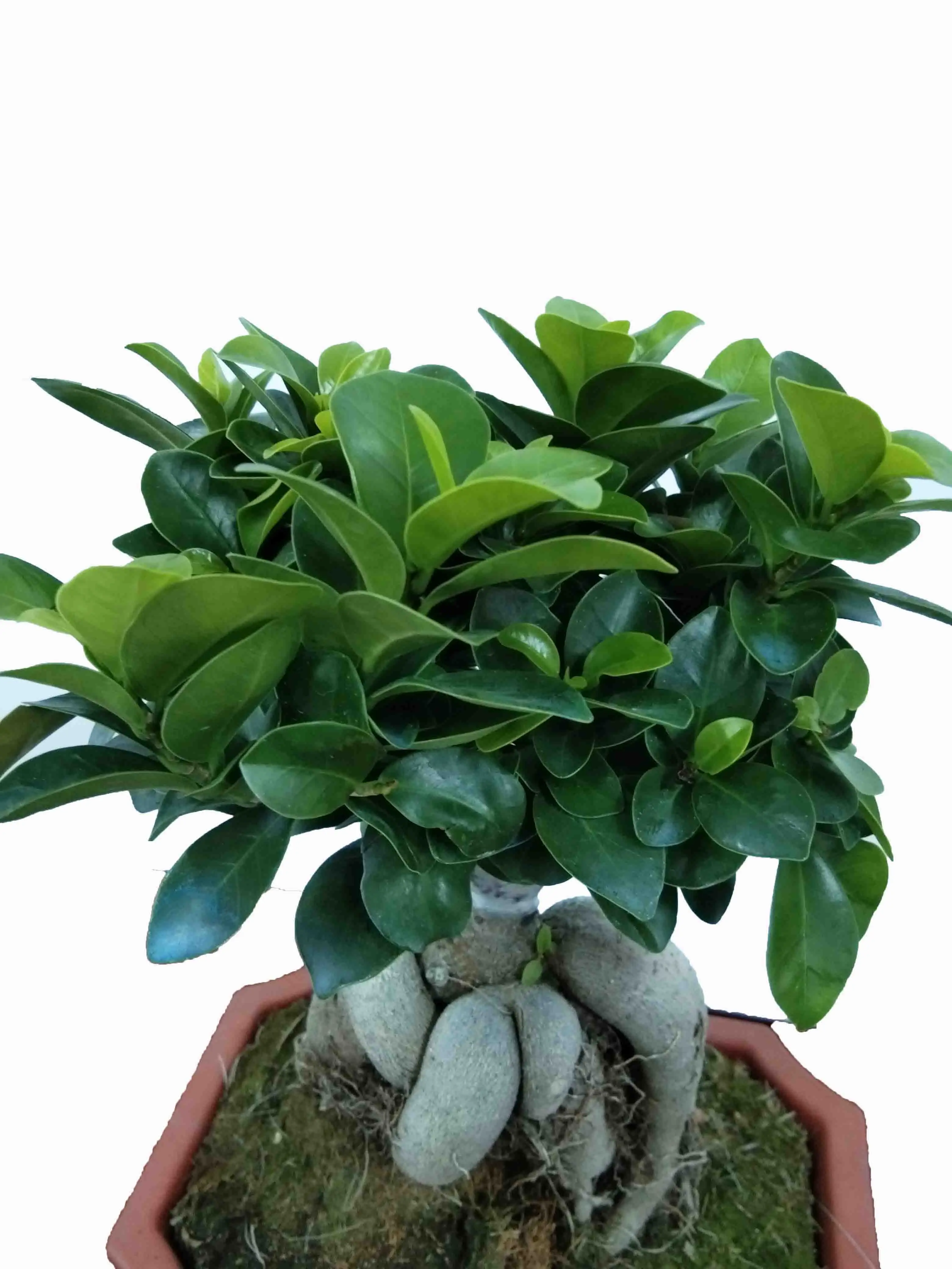 Зеленый Фикус женьшеня бонсай домашнее растение внутреннее садовое украшение
