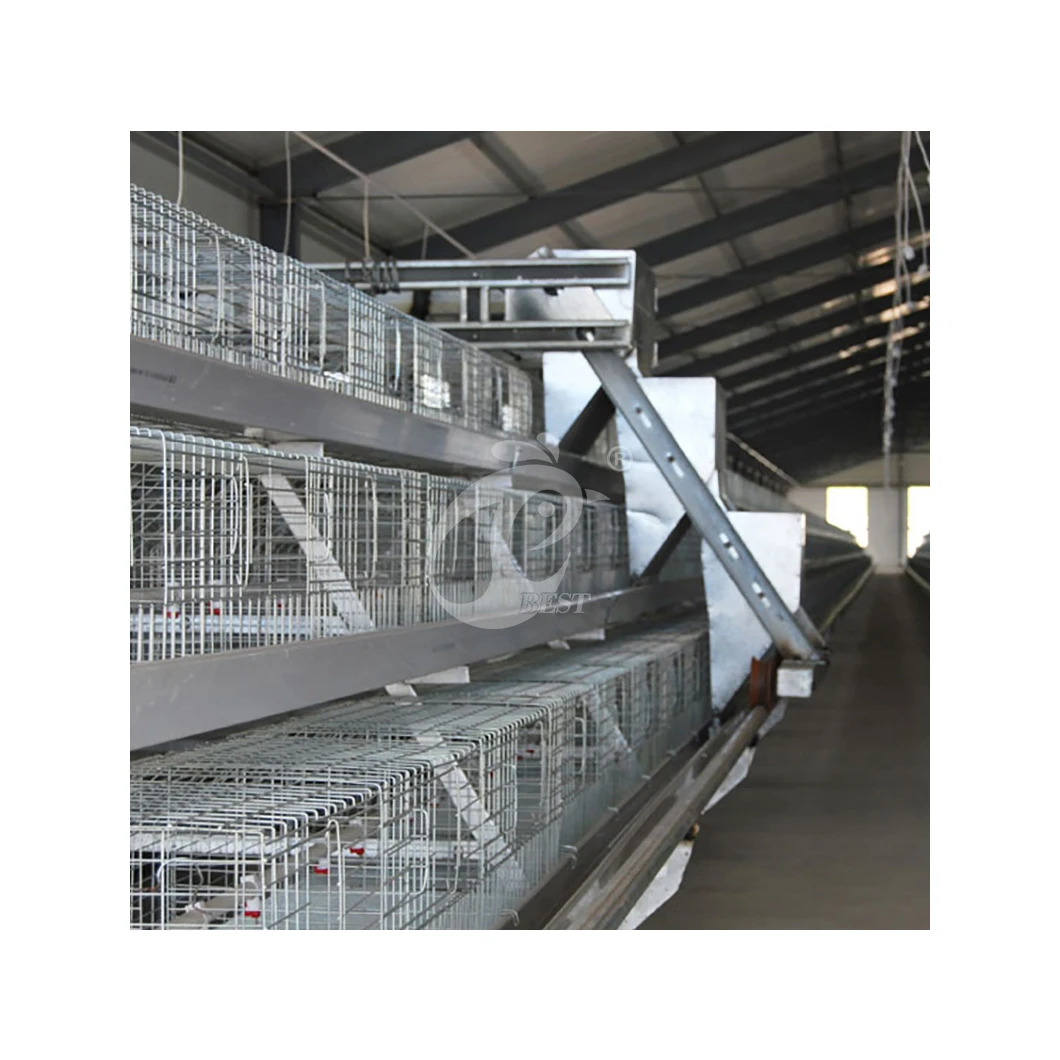 China Boiler Chicken Cages Automatic A Frame Automatic Broiler Coop Suppliers Wholesale A Type Chicken Cage