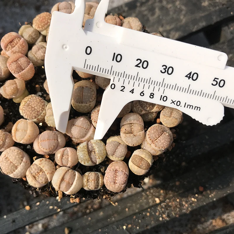 
biscuits lithops on pot cactus succulent plants living stones farm 