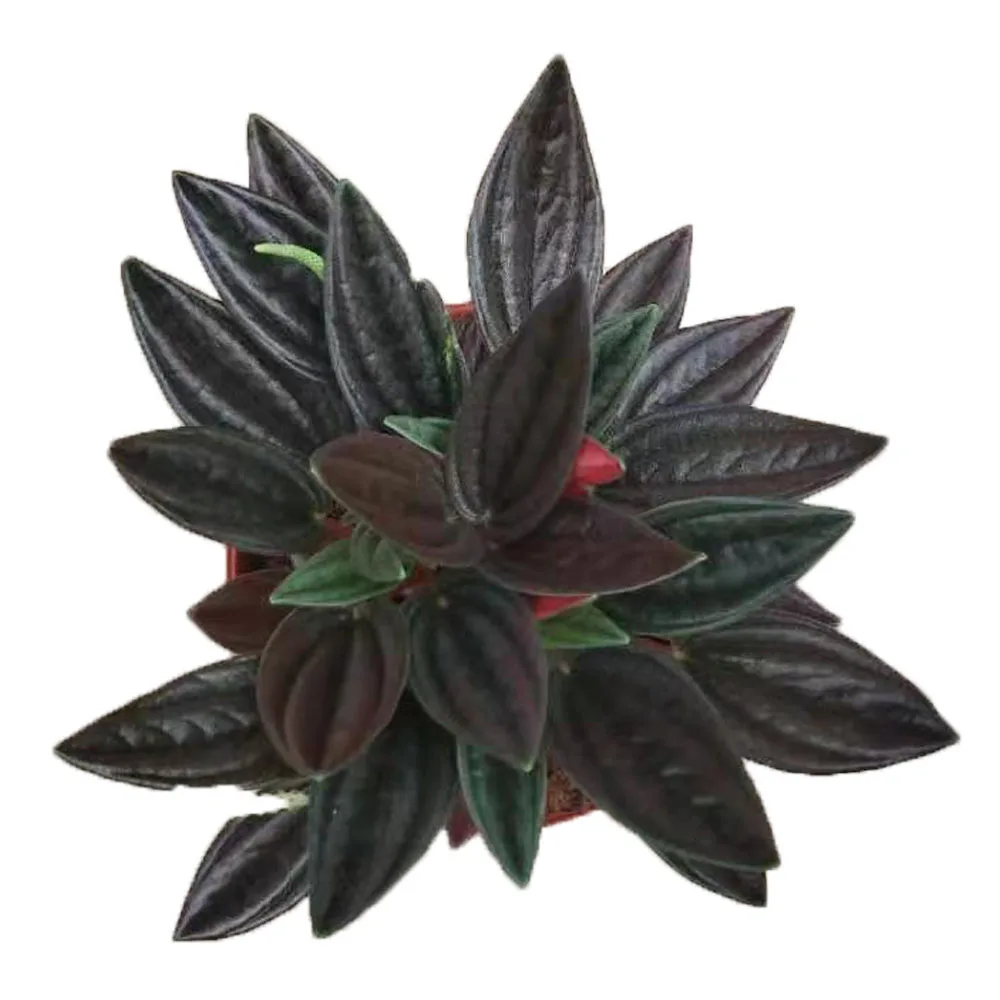 Перечный радиатор, перец, перец, изумруд