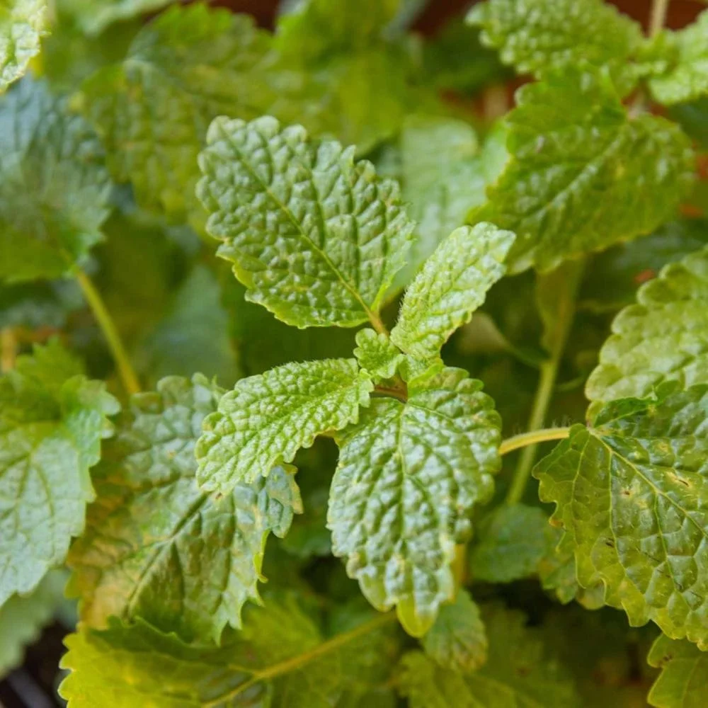 Best Supplier Lemon Balm leaf Extract 5:1